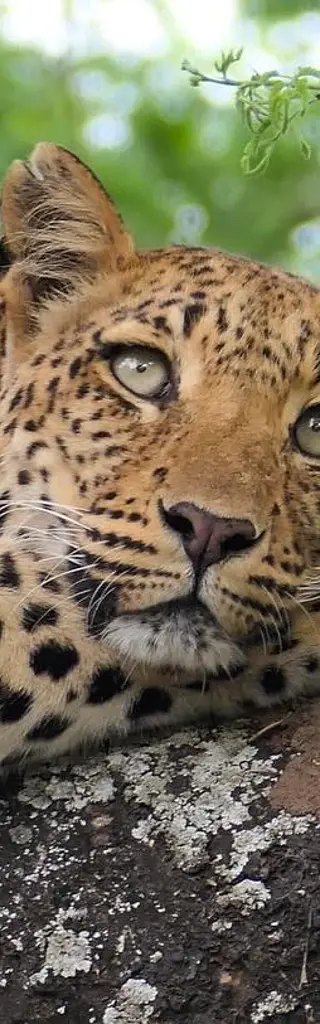 Sambia – einzigartige Reise zu zweit in eine unberührte Wildnis